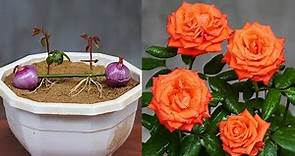 This Way Helps You Get A Beautiful Rose Pot