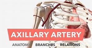 Axillary Artery - Anatomy, Branches & Relations
