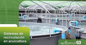 Sistemas de recirculación en acuicultura en 2 minutos