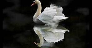 The Swan/Le Cygne Camille Saint-Saens