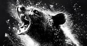 La storia dell'orso strafatto di cocaina da cui è stato tratto un film - Il Post