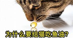 详解猫为什么要吃鱼油？和代替鱼油的方法