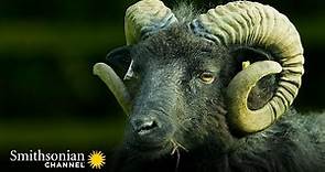2 Rams Establish Dominance Ahead of Mating Season 🐏 Wild Tales from the Farm | Smithsonian Channel