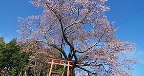 就是要單戀一棵樹！日本最「一支獨秀」的名櫻～～