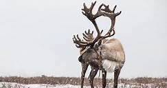 The 12 Animals of Christmas From Around the World