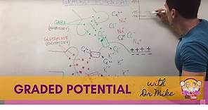 Graded Potential | Neuron