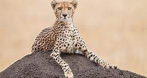 Cheetah Spirit Animal Symbolism & Meaning