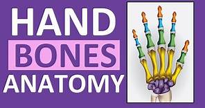 Hand Bones & Wrist Bones (Phalanges, Carpals, Metacarpals): Anatomy and Physiology
