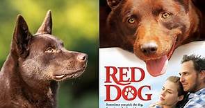 Red Dog, la película de un perrito que busca a su familia y transforma vidas en el camino