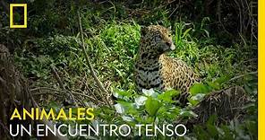 El tenso encuentro entre un jaguar macho alfa y un macho más joven | NATIONAL GEOGRAPHIC ESPAÑA