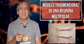Modelo Tridimensional de Una Neurona Multipolar