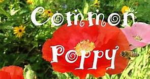 Common Poppy (Papaver rhoeas) Flowers, Pods & Seeds