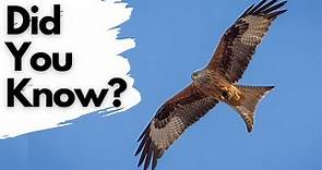 Things you need to know about RED KITES!