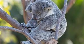 Koalapalooza: Three Baby Koalas Peek Out of the Pouch
