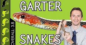 Garter Snake, The Best Pet Snake?