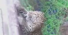 6 injured after wild leopard terrorizes Indian city
