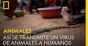 Así se transmite un virus de animales a humanos | NATIONAL GEOGRAPHIC ESPAÑA