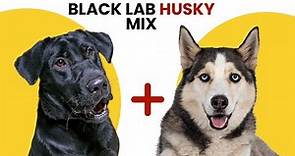 All About Black Lab Husky Mix