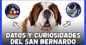 SAN BERNARDO: 10 Datos y Curiosidades sobre este adorable perro 🐾