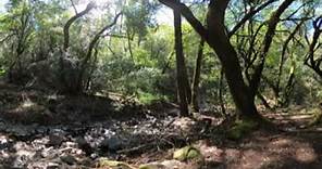 Fairfield Osborn Preserve: Site 4 Spring 2022 - Perennial Creek in Riparian Woodland