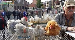 DIERENMARKT MOL BELGIË - LARGE ANIMAL MARKET IN BELGIUM