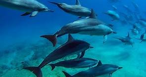 8 hours - Hawaii Dolphins Underwater Relaxing Music - RELAX, SLEEP, MEDITATE | Great Escapes