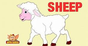 Animal Facts - Sheep