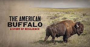 The American Buffalo:The American Buffalo: A Story of Resilience