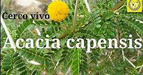 Cuidados de la Acacia capensis | Especial cerco vivo