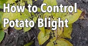 Blight: 5 Ways to Control Potato Blight (Late Blight)