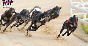 British greyhound racing - Track race 480m