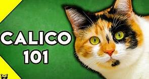 Calico Cats 101 - Everything You Need To Know About Calico Cats