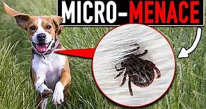 Everything A Dog Owner Needs To Know About Ticks 🤢