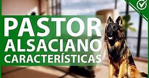 🐕 ¿Cuáles son las características del PASTOR ALSACIANO? - Recomendaciones caninas 🐕