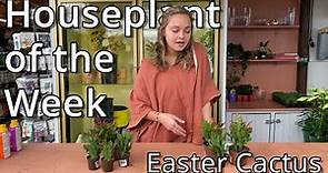 Easter Cactus - Houseplant of the Week