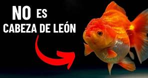 Descubre al verdadero GOLDFISH CABEZA DE LEÓN o lionhead | Tipos de goldfish