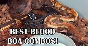 THE POWER OF THE BLOOD GENE in BOAS!