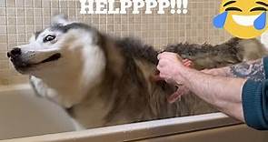 Hilarious Husky Does Everything She Can To Avoid Bath Time! [FUNNIEST VIDEO EVER!!]