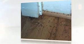 How Much Does A Termite Treatment Cost
