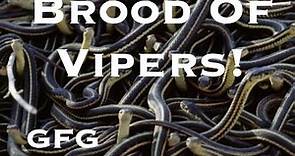 Brood Of Vipers!