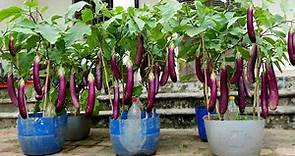 Grow this way and Eggplants produce more fruit than you can imagine