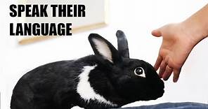 10 Ways to Tell Your Bunny You Love Them!