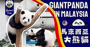 奧運大熊貓「出差記」 享頂級待遇生活愜意【旅外大熊貓·馬來西亞篇】#大熊貓 #馬來西亞