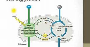 Stages of photosynthesis