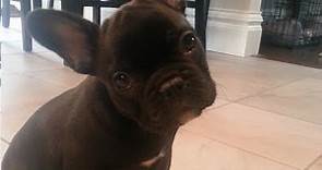 French Bulldog Puppy Surprise