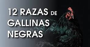 12 Hermosas razas de gallinas negras 🐔 | Gallina Ponedora