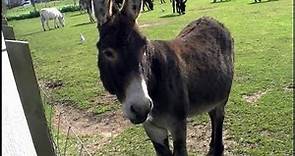 Donkeys (Equus africanus asinus)