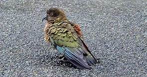 KEA Nestor notabilis Native Apline Parrot South Island New Zealand