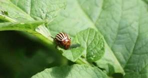 Everything you need to know about the Colorado Potato Beetle