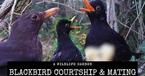 Blackbird Courtship Dance & Mating. Garden Bird Courtship.